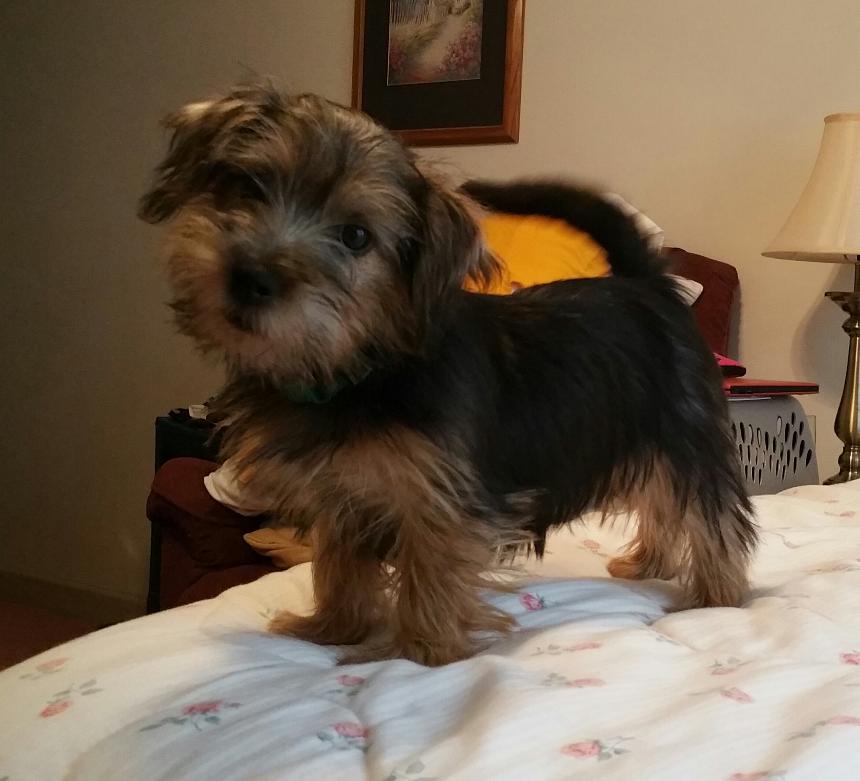 black and tan Norfolk Terrier puppy