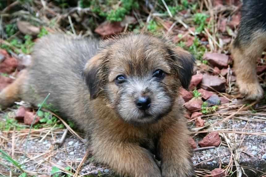 Norfolk Terrier puppy